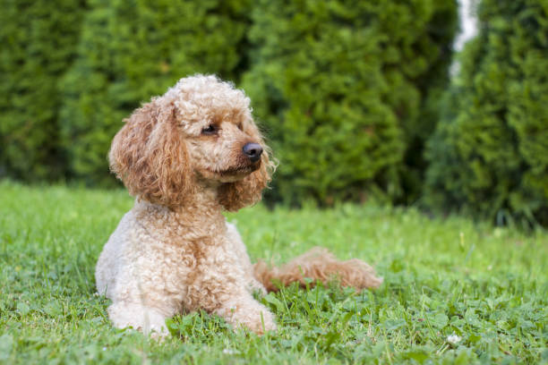 istock Medium Africo-colored poodle lying on the gras. 1303821499