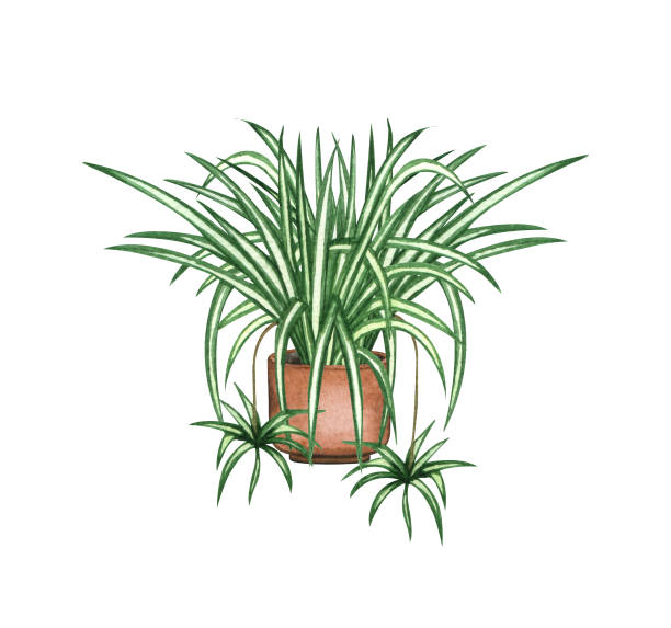 Spider Plant, houseplant in the pot, isolated on white background. Watercolor potted plant illustration. Home decor Spider Plant, houseplant in the pot, isolated on white background. Watercolor potted plant illustration. Home decor. chlorophytum comosum stock illustrations