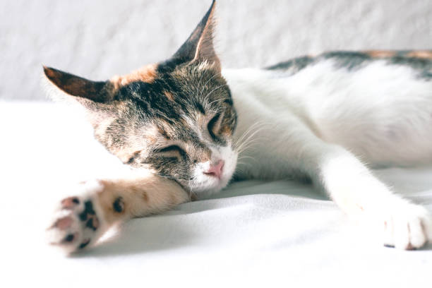 istock Cute kitten sleeping on white bed. Lovable domestic pet in white room interior. Three color cat retro toned portrait. Cozy home with kitty pet. Pink nose cat closeup. Cat sleep during day 1303822208