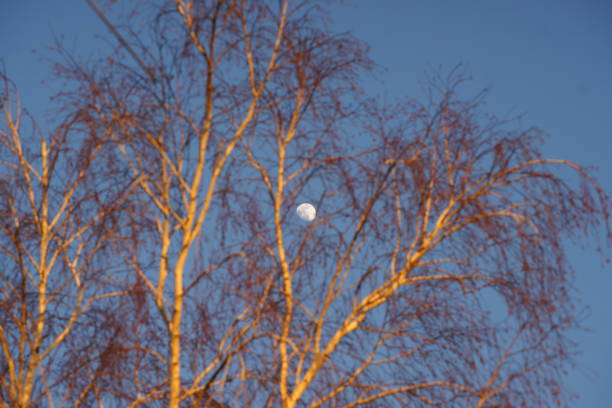 The growing moon in the blue evening sky among a huge birch tree in blur, illuminated by the setting sun.