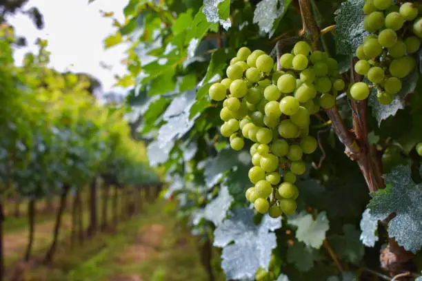 Photo of beautiful grape plantation with bunches of fruits.