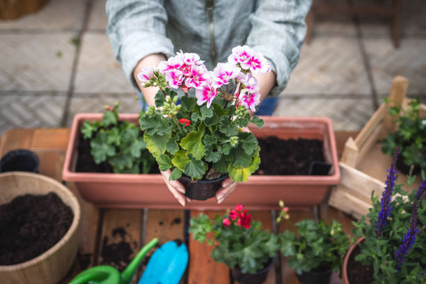 istock Woman holding pink geranium flower above table 1303824574