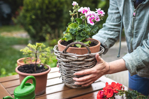 istock Woman holding pink geranium in flower pot 1303824764