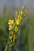 broom-allgold.jpg?b=1&s=170x170&k=20&c=SCTJJsGxa7F-xagZzOZc08b5CwJV6pwJWfDd7nxFhCE=