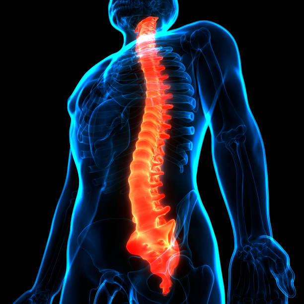istock Spinal Cord Vertebral Column of Human Skeleton System Anatomy 1303827074