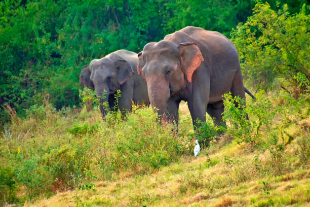 istock Sri Lankan Elephant, Kaudulla National Park, Sri Lanka 1303827469