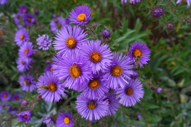 istock Florescence of New England aster in October 1303827551