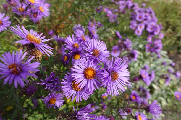 grand nombre de fleurs violettes de l’aster de la nouvelle-angleterre en octobre - aster photos et images de collection