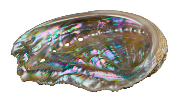 Shiny mother-of-pearl inside abalone of sea snail isolated on a white background. Haliotis Seashell of marine gastropod mollusk. Respiratory pores in pastel iridescent nacre of ear shell inner surface ormer stock pictures, royalty-free photos & images
