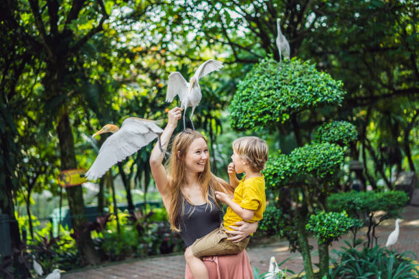 mother and son feeding ibes in the park. little egret cattle egret bubulcus ibis waters edge. family spends time in the park together - egret water bird wildlife nature imagens e fotografias de stock