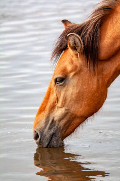 istock Henson breed horse drinking in the marsh 1303829131
