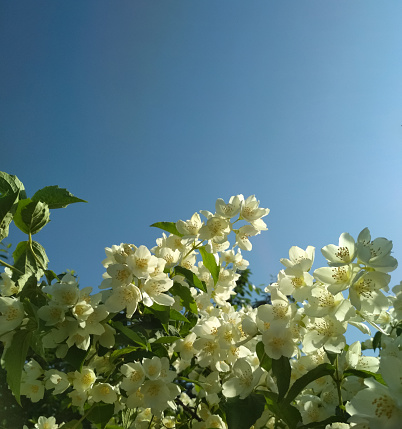 Jasmine flowers in a garden on a blue sky background