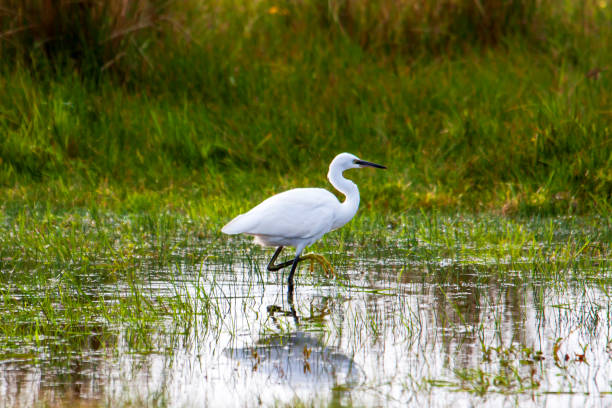 istock Great egret in the swamp 1303830293