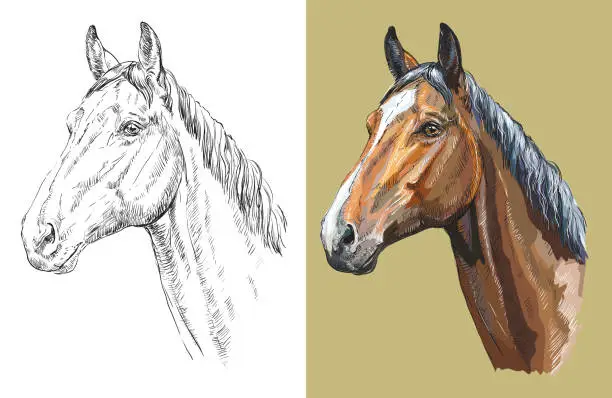 Vector illustration of Vector illustration portrait of beautiful Trakehner horse