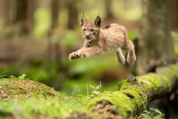 Lynx cub jumpping from fallen mossy tree trunk. Lynx lyynx. Action animal shot. Frozen jump. Animal frozen in the air in the jump movement.