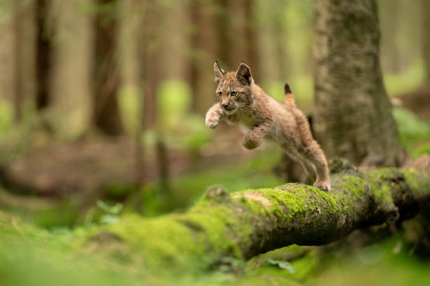 istock Lynx cub jumpping from fallen mossy tree trunk 1303831623