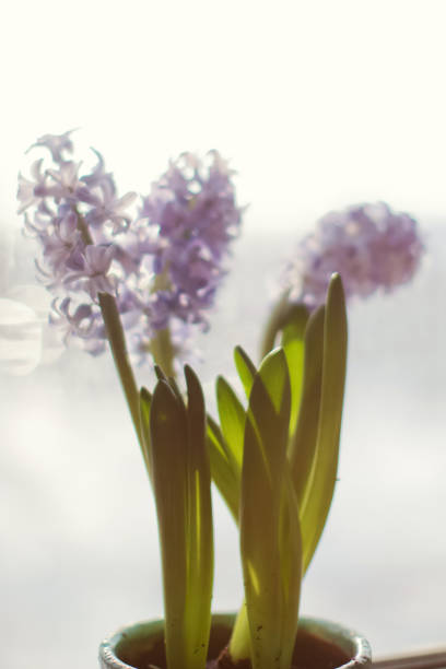 istock Blue hyacinth flowers at sunlight 1303832764