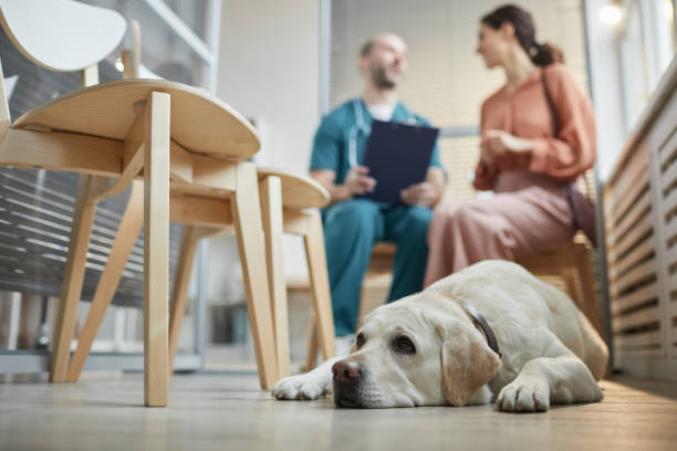 istock Dog Waiting at Veterinarian Clinic 1303833877