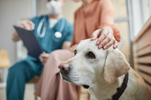 Mujer acariciando perro en clínica veterinaria photo