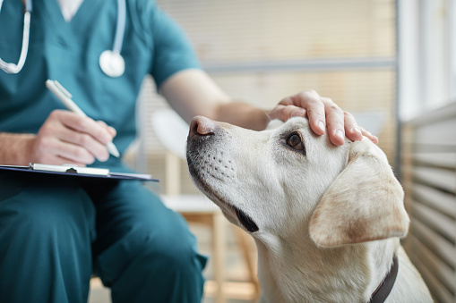 Veterinario acariciando perro de cerca photo