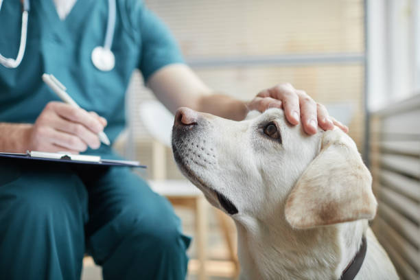 Veterinarian Stroking Dog Close Up Close up of white Labrador dog at vet clinic with male veterinarian stroking his head, copy space Veterinary Medicine stock pictures, royalty-free photos & images