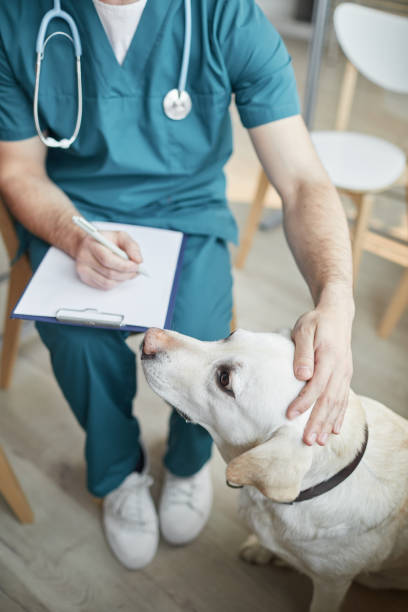 Veterinarian Stroking Dog at Clinic High Angle