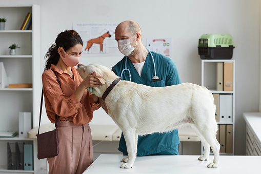 Side view at white dog standing at examination table at vet clinic with young female doctor stroking him, copy space