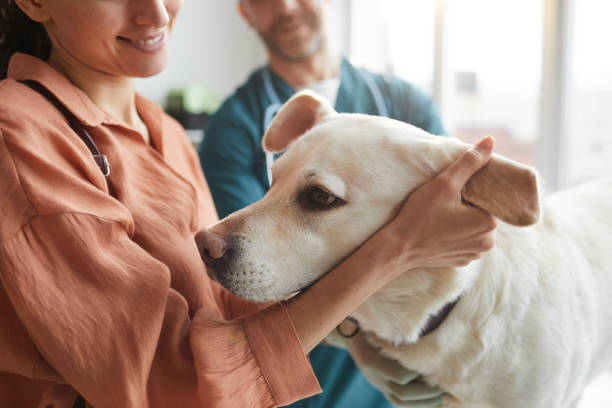 client de consultation vétérinaire de sourire à la clinique vétérinaire - dog pets advice women photos et images de collection