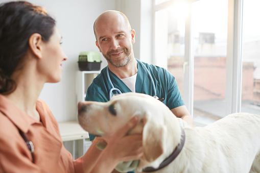 Veterinario masculino examinando perro en clínica veterinaria photo