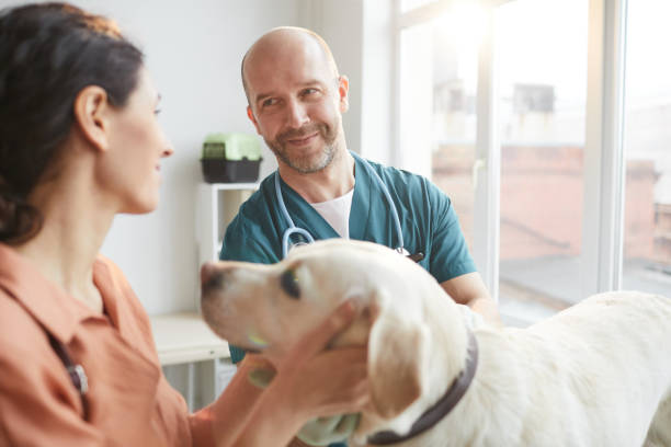 Male Veterinarian Examining Dog at Vet Clinic Waist up portrait of mature veterinarian smiling at young woman while examining white dog, copy space animal care equipment photos stock pictures, royalty-free photos & images