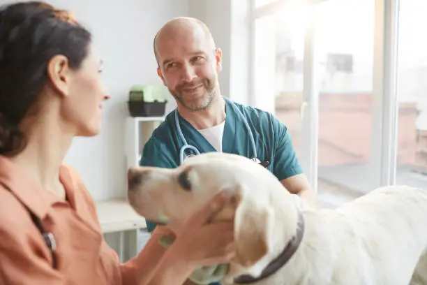 Waist up portrait of mature veterinarian smiling at young woman while examining white dog, copy space