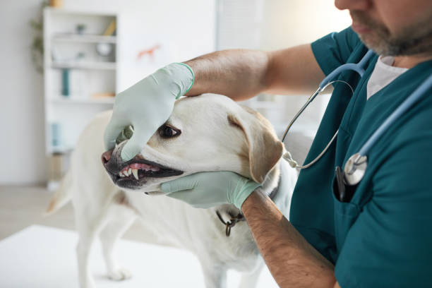 Veterinarian Working at Vet Clinic