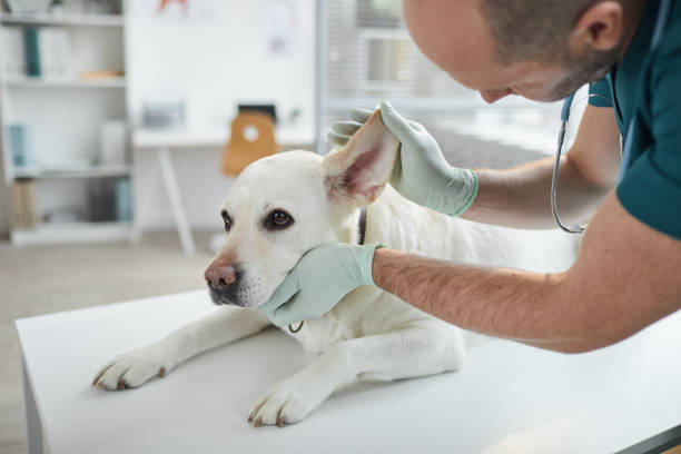 istock Veterinarian Examining Dog Ears 1303833934
