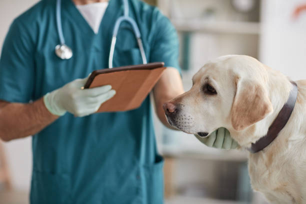 Vet Doctor Examining Labrador Dog Cropped portrait of unrecognizable male veterinarian examining white Labrador dog at vet clinic, copy space animal hospital stock pictures, royalty-free photos & images
