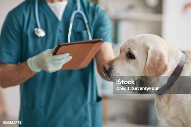 Vet Doctor Examining Labrador Dog Stock Photo - Download Image Now - Veterinarian, Dog, Animal Hospital