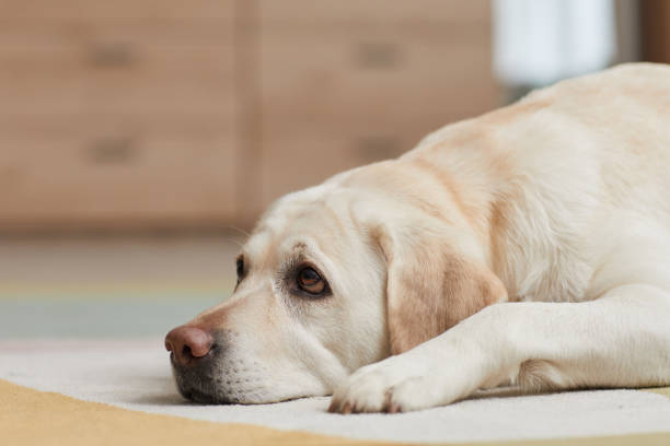 istock White Labrador Dog Lying on Floor 1303834013