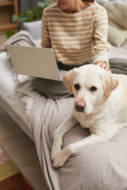 istock White Dog Lying on Bed by Owner 1303834014