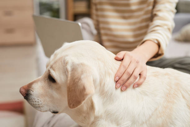istock Woman Stroking White Labrador Dog 1303834015