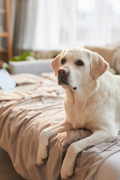 istock White Labrador Dog Lying on Bed in Sunlight 1303834024