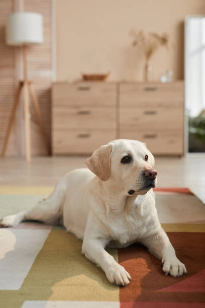 istock White Dog Lying on Carpet at Home 1303834079