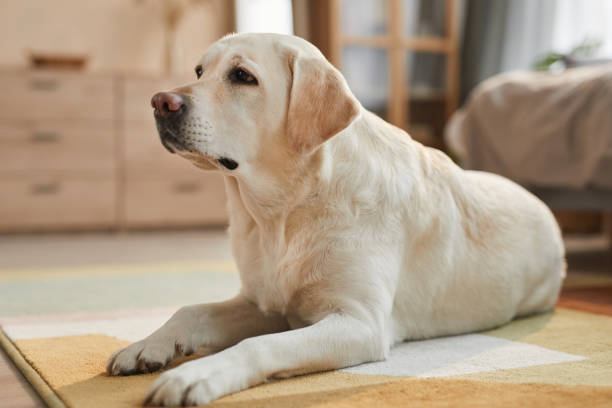 istock Labrador Dog Lying on Floor at Home 1303834080