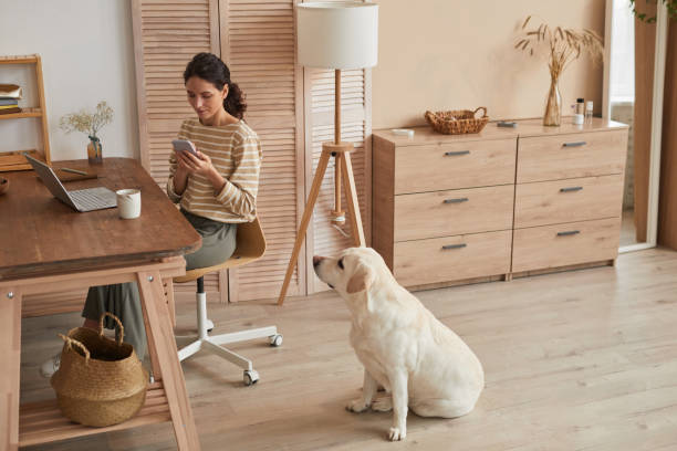 istock Dog Waiting for Attention 1303834089