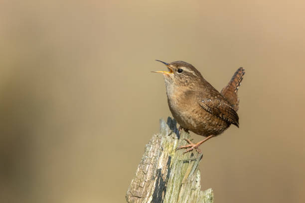 istock Eurasian wren 1303834349