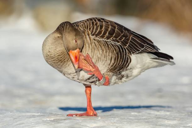 The greylag goose with orange beak