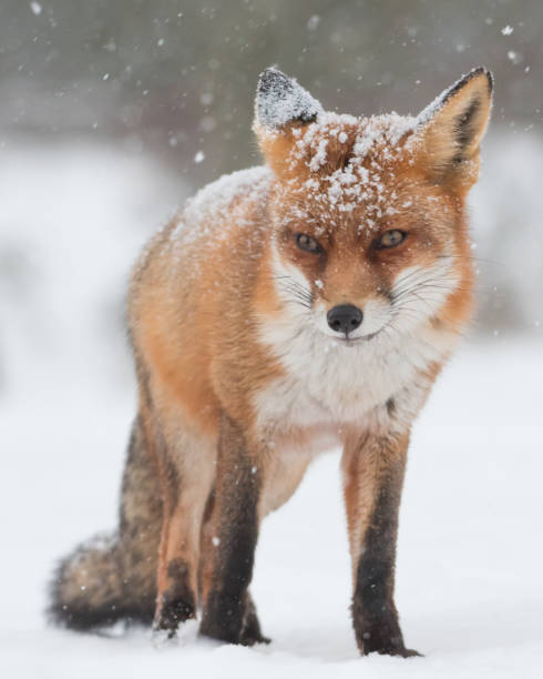 istock Red fox in the snowy world with freshly fallen snow. 1303836617