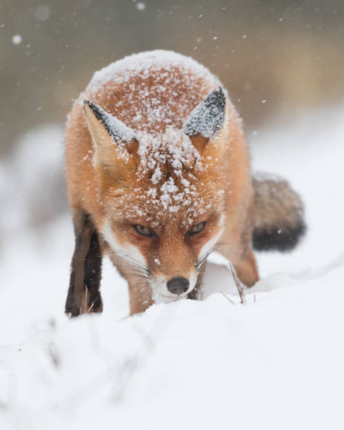 istock Red fox in the snowy world with freshly fallen snow. 1303836627