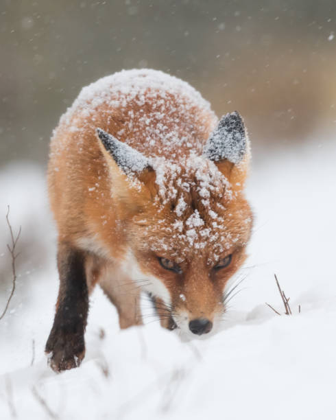 istock Red fox in the snowy world with freshly fallen snow. 1303836635
