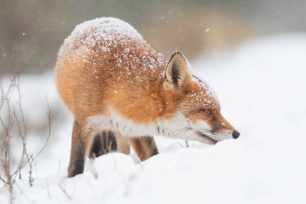 istock Red fox in the snowy world with freshly fallen snow. 1303836668