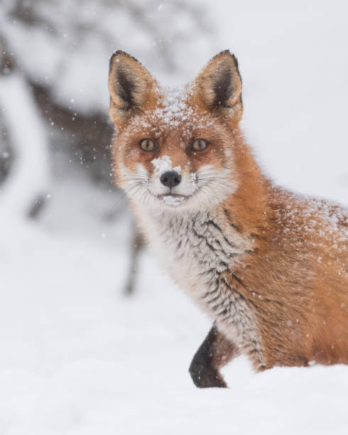 istock Red fox in the snowy world with freshly fallen snow. 1303836704