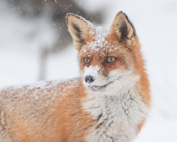 istock Red fox in the snowy world with freshly fallen snow. 1303836710